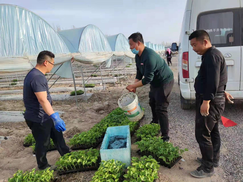 瓜州县深化“院地”合作 促进蜜瓜产业振兴
