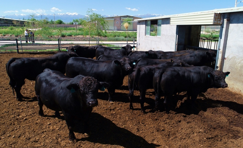省家畜繁育改良管理站：加强肉牛联合选育  助推全省产业发展