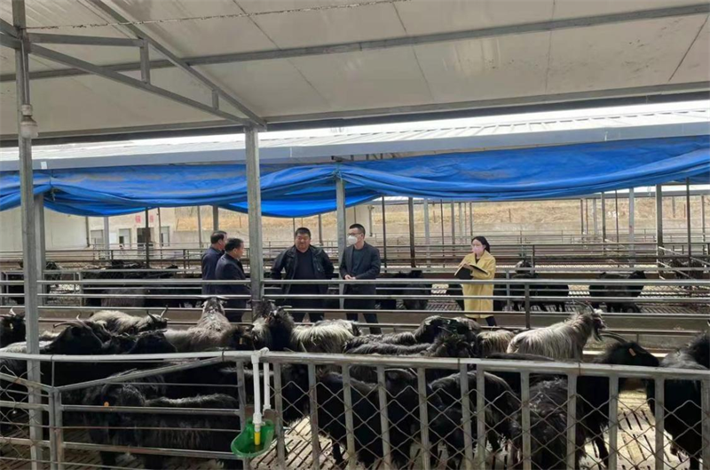 子午岭黑山羊生产性能测定工作在甘肃省全面启动