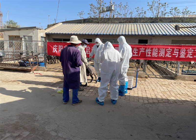 子午岭黑山羊生产性能测定工作在甘肃省全面启动