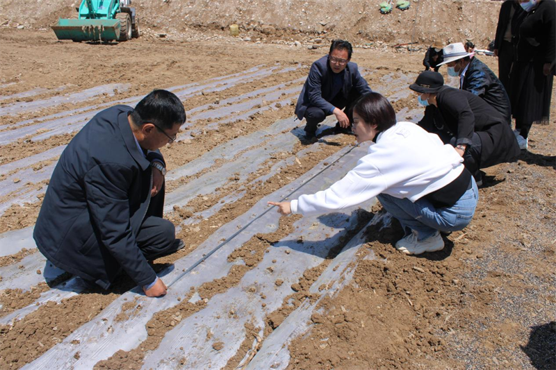 临夏州开展大豆-玉米带状复合机械化种植现场演示活动