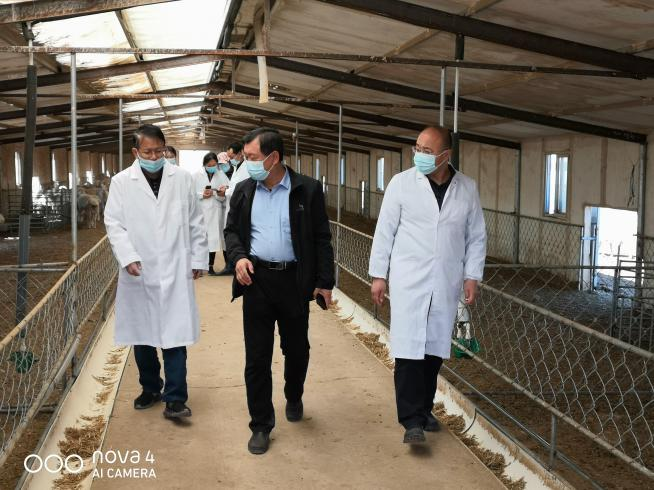 省畜牧总站赴山丹县开展肉羊产业抓点示范工作