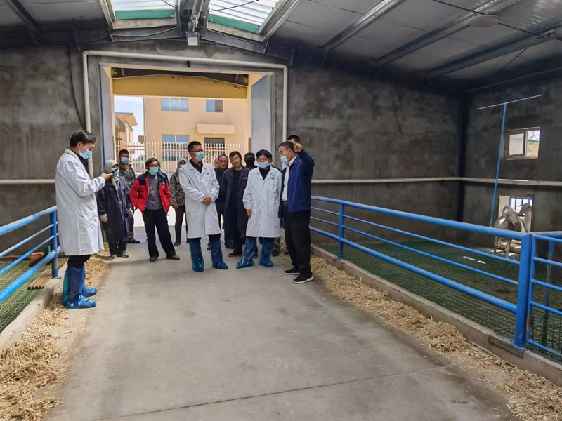 省绵羊繁育技术推广站专家赴民勤县开展肉羊产业抓点示范工作
