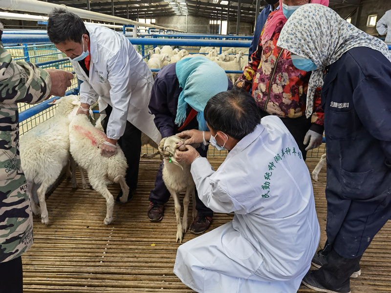 省绵羊繁育技术推广站专家赴民勤县开展肉羊产业抓点示范工作