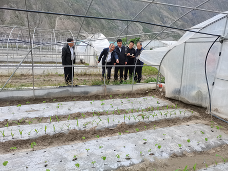 省植保植检站站长刘卫红一行调研武都区小麦等农作物病虫害防控工作