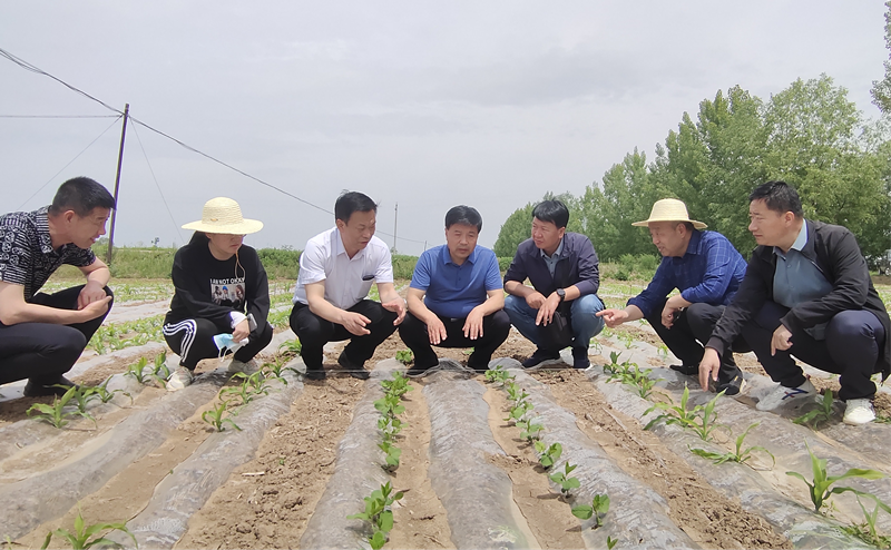 省农技推广总站李城德书记一行赴灵台县开展农技推广重点工作调研督导