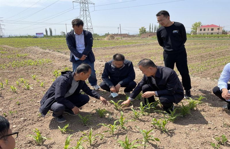 省农技总站督导组赴白银市平川区靖远县督查指导大豆玉米带状复合种植春小麦扩种等工作