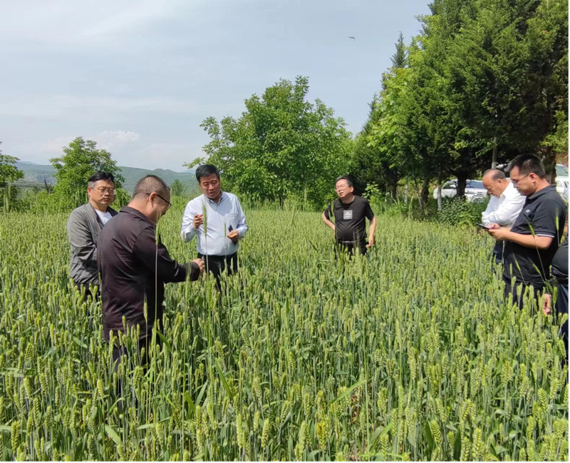 省植保植检站刘卫红站长带队督导调研陇南市小麦条锈病防控等工作