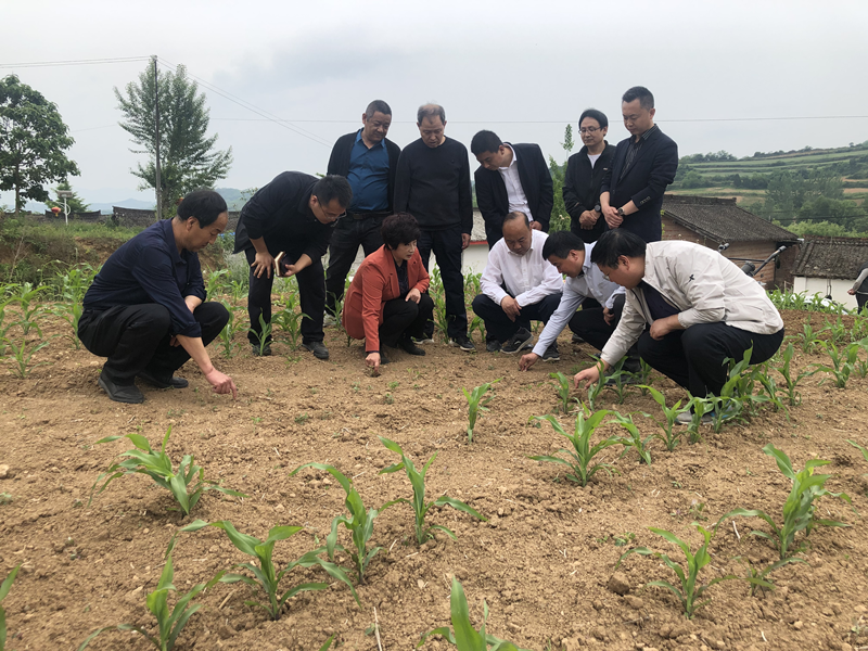 省植保植检站刘卫红站长带队督导调研陇南市小麦条锈病防控等工作