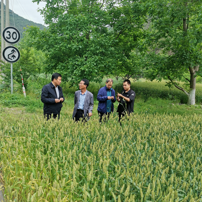 省植保植检站刘卫红站长带队督导调研陇南市小麦条锈病防控等工作