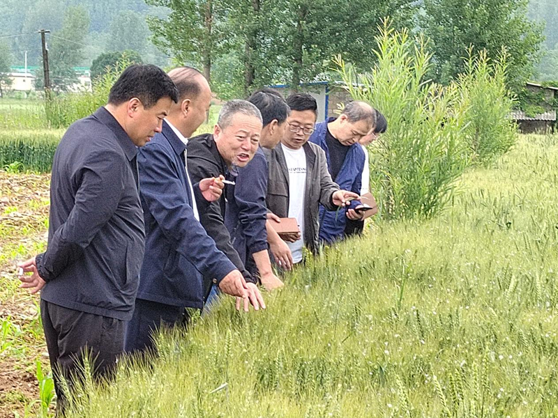 省植保植检站站长刘卫红一行调研督导成县小麦病虫害防控及重点工作