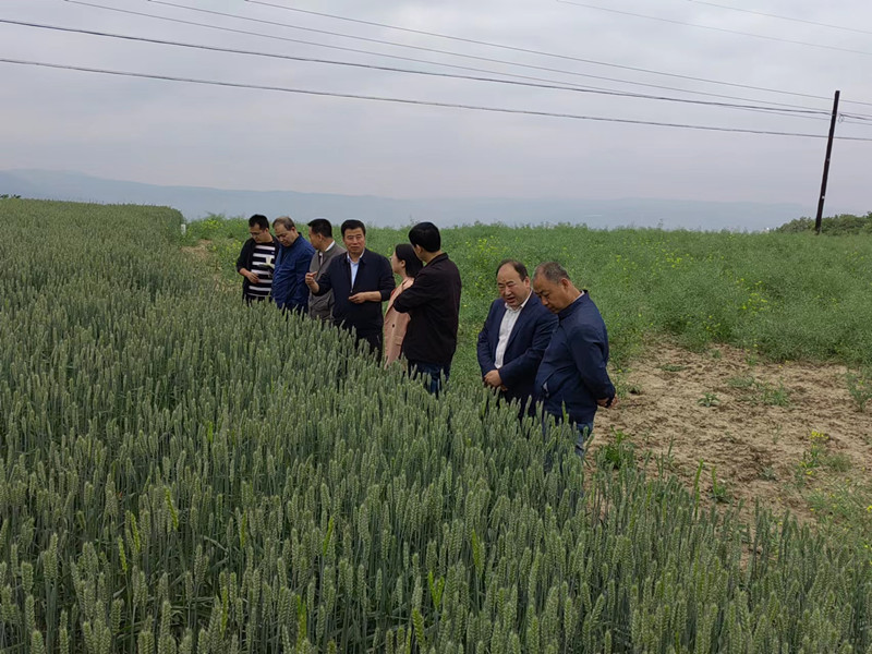 省植保站刘卫红一行调研督导麦积区小麦病虫害防控等工作