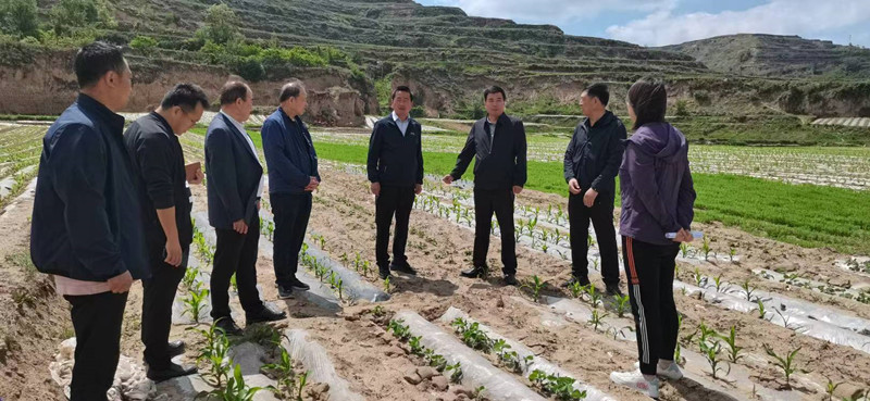 省植保植检站督导调研张家川县粮食生产工作