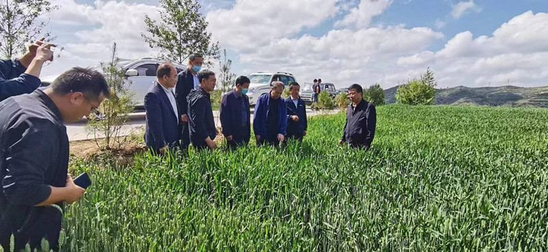 省植保植检站督导调研张家川县粮食生产工作