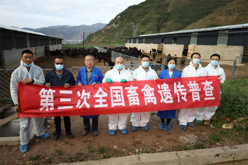 甘肃省畜牧技术推广总站扎实推进岷县黑裘皮羊性能测定及遗传物质采样工作