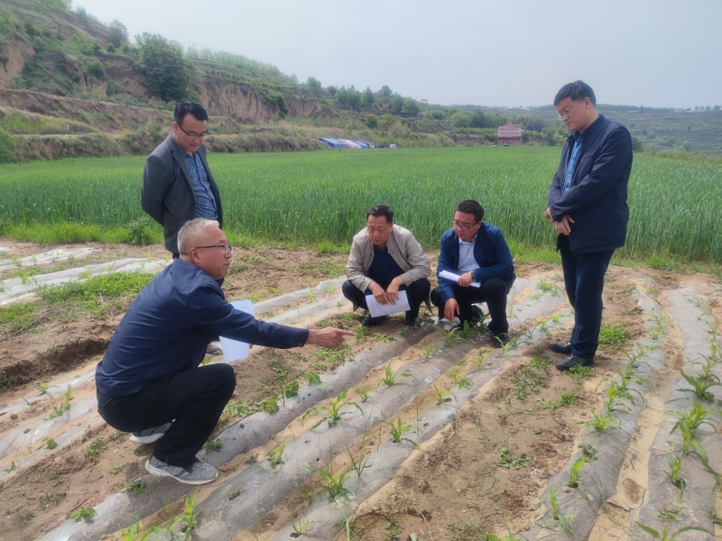 省农业农村厅督导检查天水市粮食生产工作