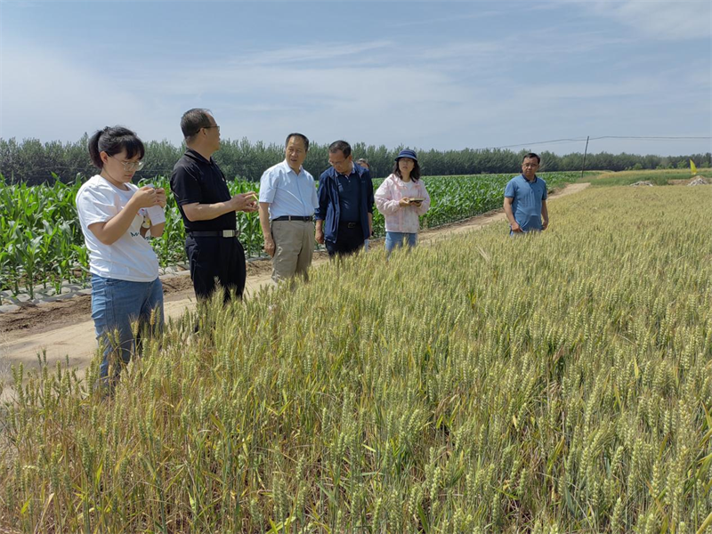 省植保植检站督查泾川县农作物重大病虫害监测防控及大豆玉米带状复合种植工作