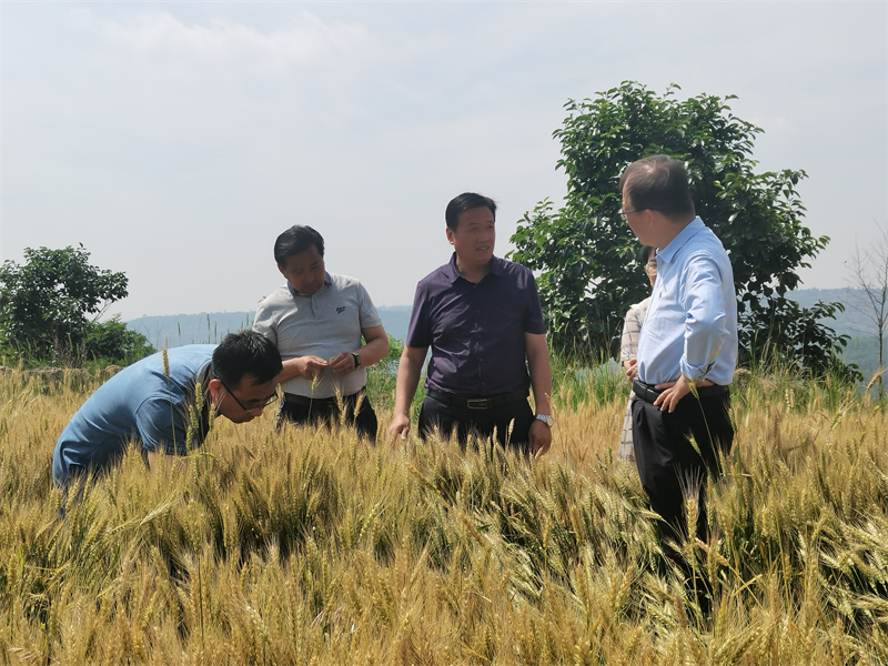 省植保植检站副站长张晶东调研镇原农作物病虫害防治工作