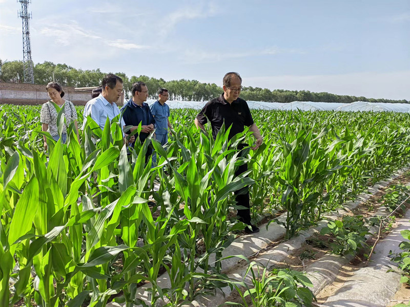 省植保植检站调研组督导平凉市农作物重大病虫害监测防控工作