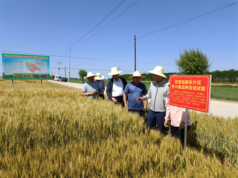 省农技总站站长赵贵宾一行赴崆峒区调研省农科院冬小麦新品种推广工作