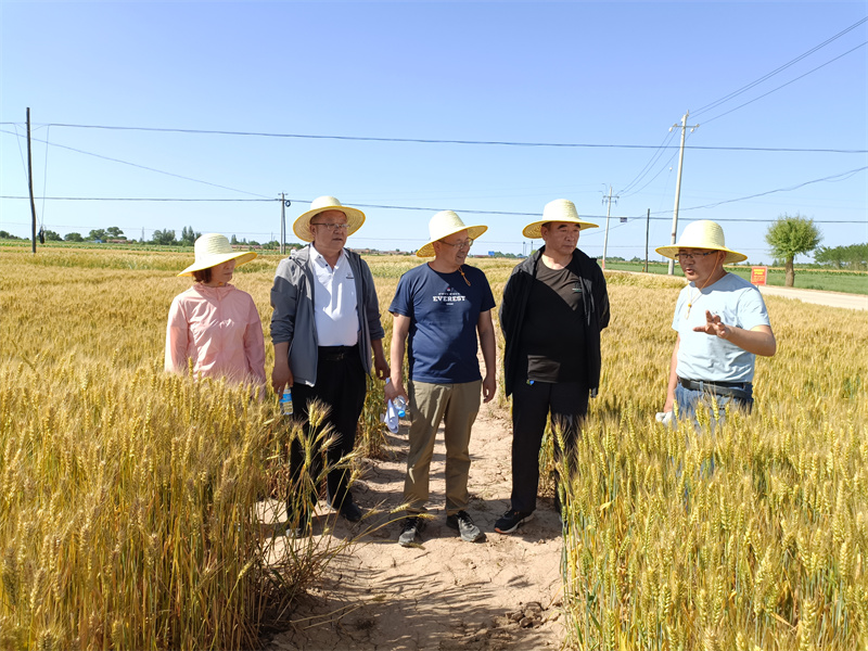 省农技总站站长赵贵宾一行赴崆峒区调研省农科院冬小麦新品种推广工作