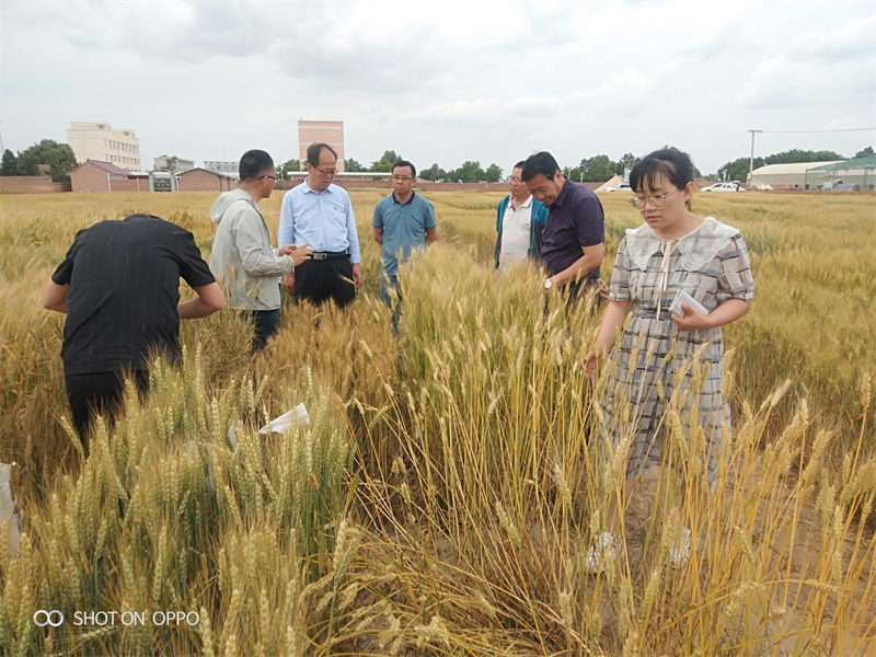 省植保植检站调研督导庆阳市农作物重大病虫害防控工作