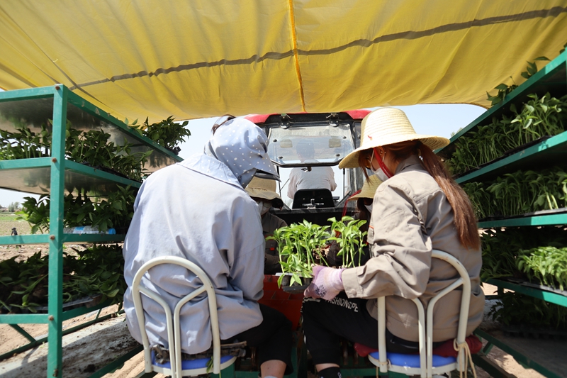 临泽：蔬菜移栽机械化 助力农业节本增效