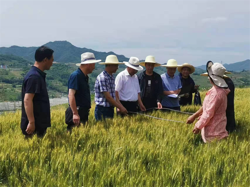 省农技总站赴陇南天水两市开展小麦油菜测产工作