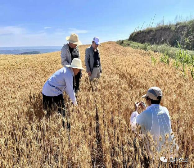 泾川县农业农村局组织开展小麦夏选观摩和产量测定工作