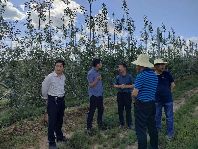 省经作站站长李向东一行赴宁县调研督导苹果绿色高质高效行动开展情况