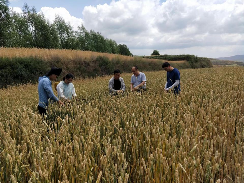 平凉市农业技术推广站组织测产组对庄浪县冬小麦进行测产