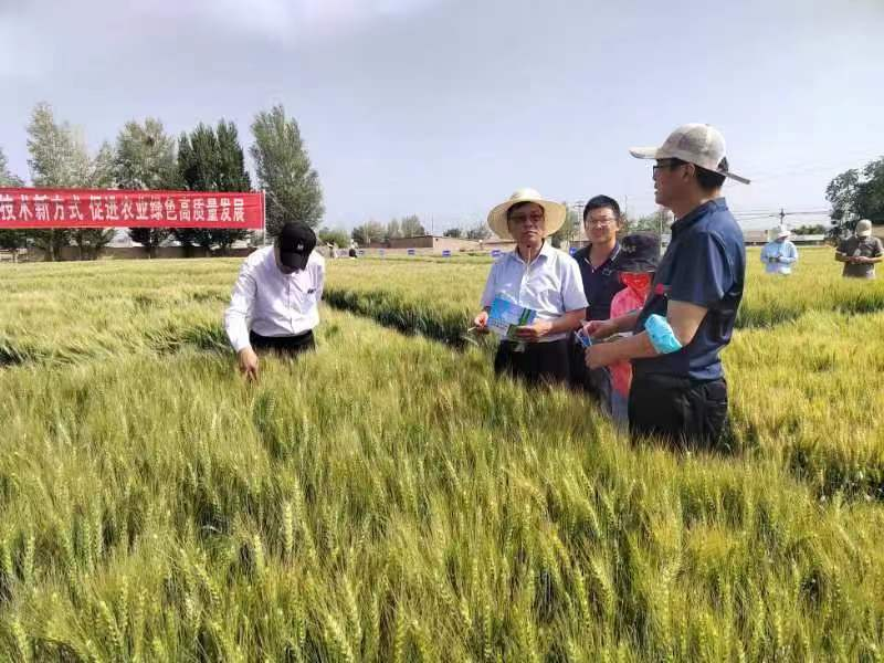 甘肃省小麦高质量发展暨优质高产新品种观摩交流论坛会在山丹县成功举办