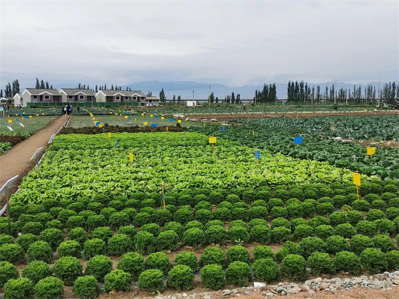 甘州区蔬菜抓点示范项目成果展示