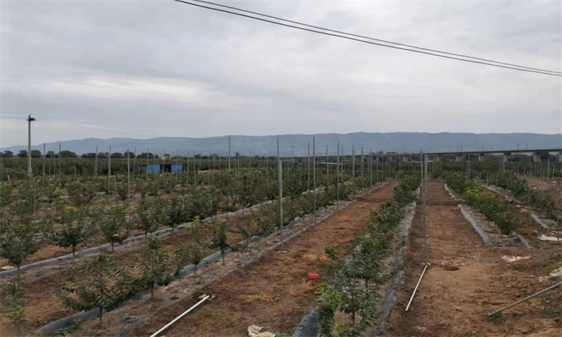 麦积区旱作节水农业技术推广 绿色高质高效创建成果展示