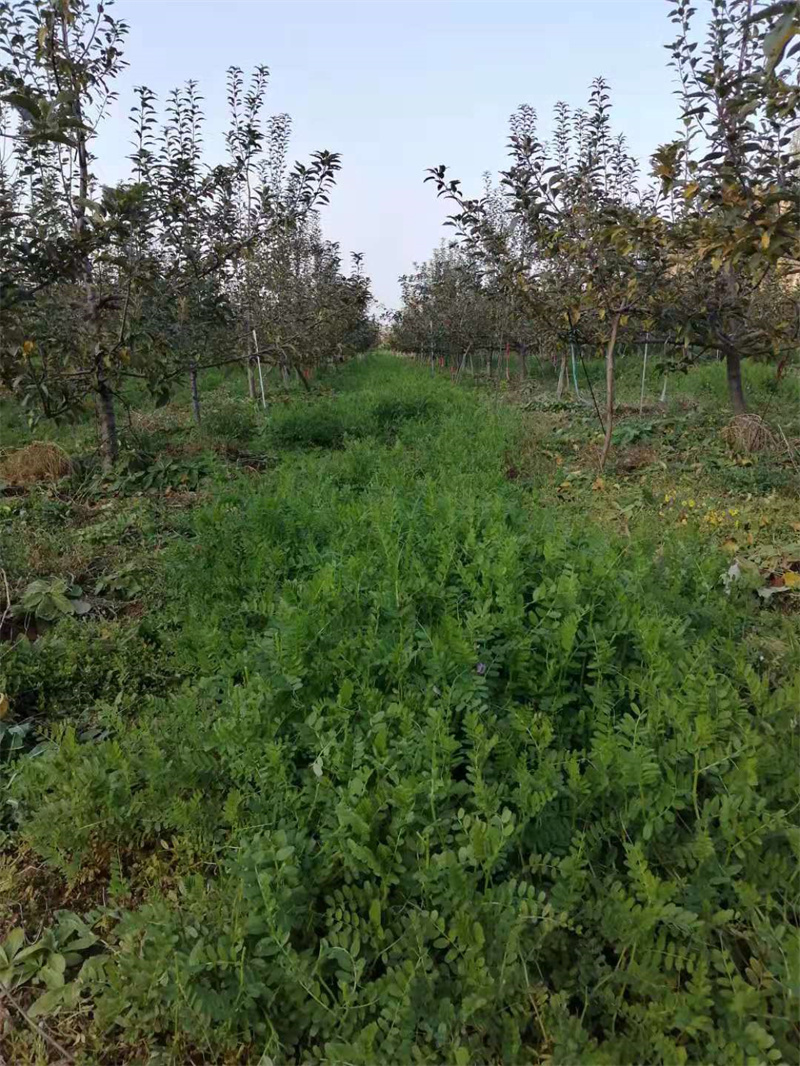 麦积区旱作节水农业技术推广 绿色高质高效创建成果展示