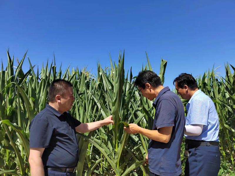 正宁县农技中心组织技术人员深入田间地头开展技术指导