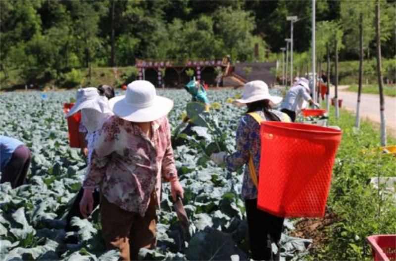 宁县湘乐镇庞川村:露地蔬菜开始采收