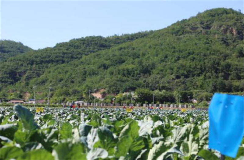 宁县湘乐镇庞川村:露地蔬菜开始采收