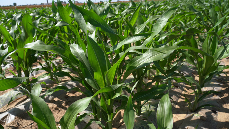 榆中县打造大豆玉米带状复合种植万亩均衡示范点