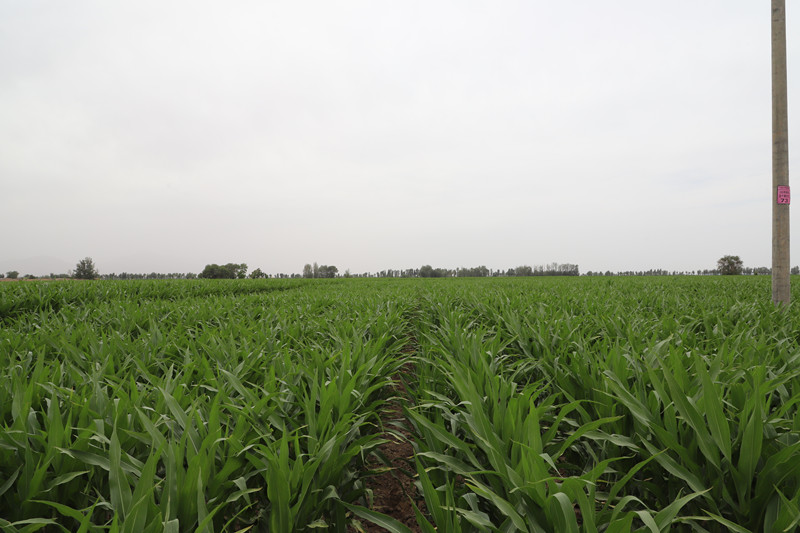甘州区广泛普及玉米绿色高产高效集成技术