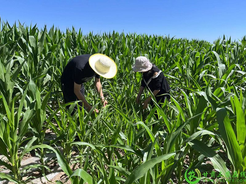 崆峒区强化织管理与宣传引导确保项目顺利实施