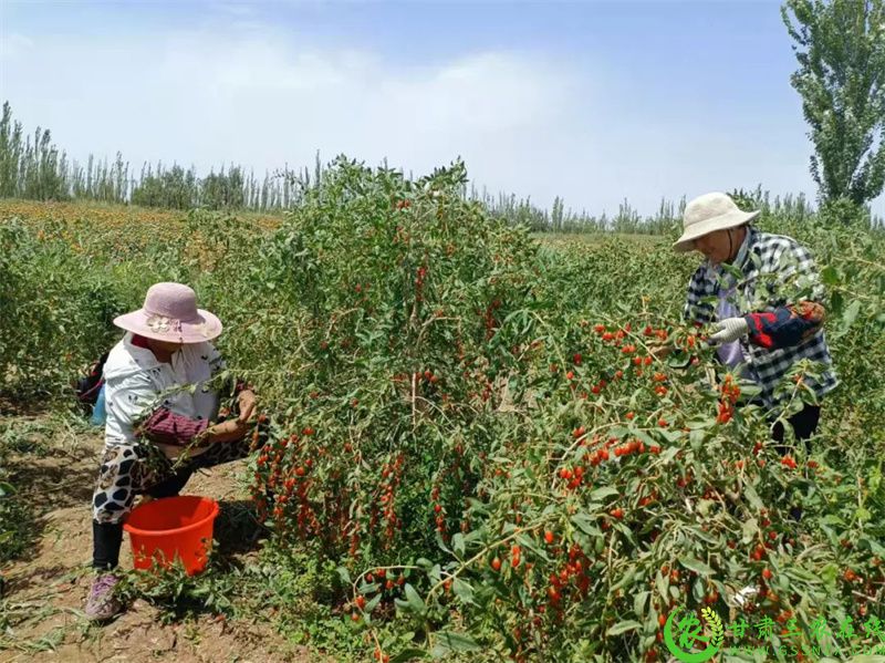 瓜州县七墩回族东乡族乡3000余亩枸杞成熟.jpg