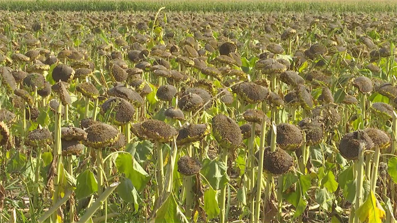 3.中东镇制种葵花盘沉甸甸.jpg