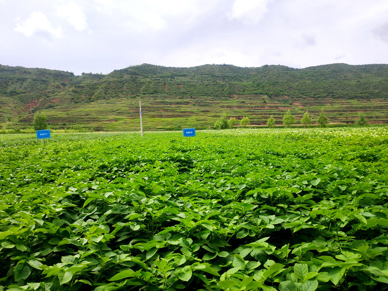 马铃薯试验示范基地 (3).jpg