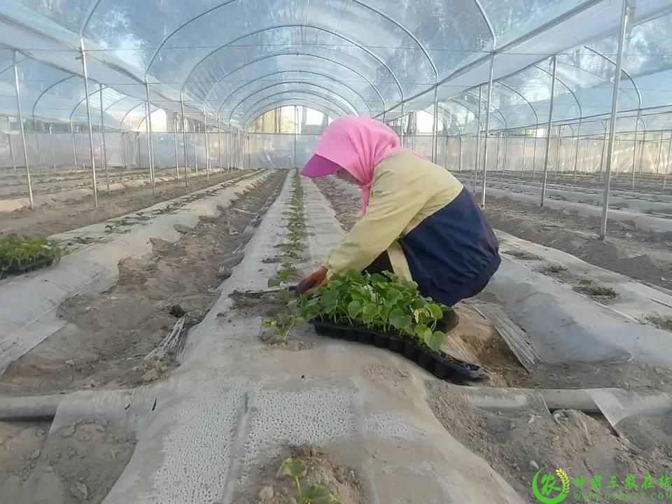 瓜州县瓜州镇瓜州村高标准农田拱棚蜜瓜种植基地里工人们在移栽瓜苗.jpg