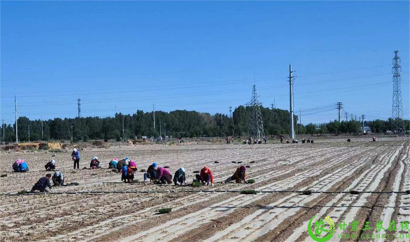 图为 瓜州县瓜州镇南苑村辣椒种植示范点工人们进行辣椒苗移栽 (1).jpg