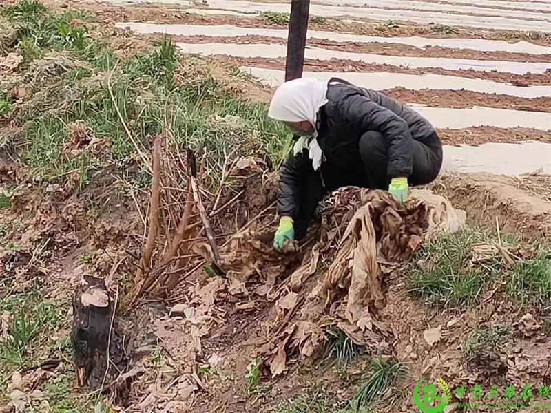 村民捡拾田间地头废旧农膜.jpg