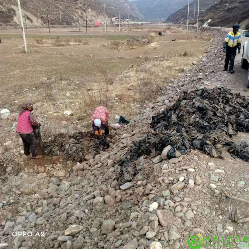 漳县村民捡拾田间地头的废旧农膜.jpg