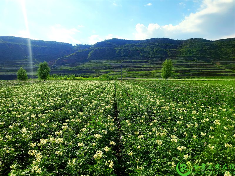 马铃薯试验示范基地 (6).jpg