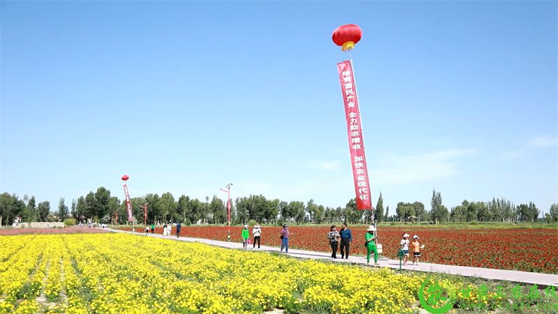 游客在田间欣赏美景.jpg